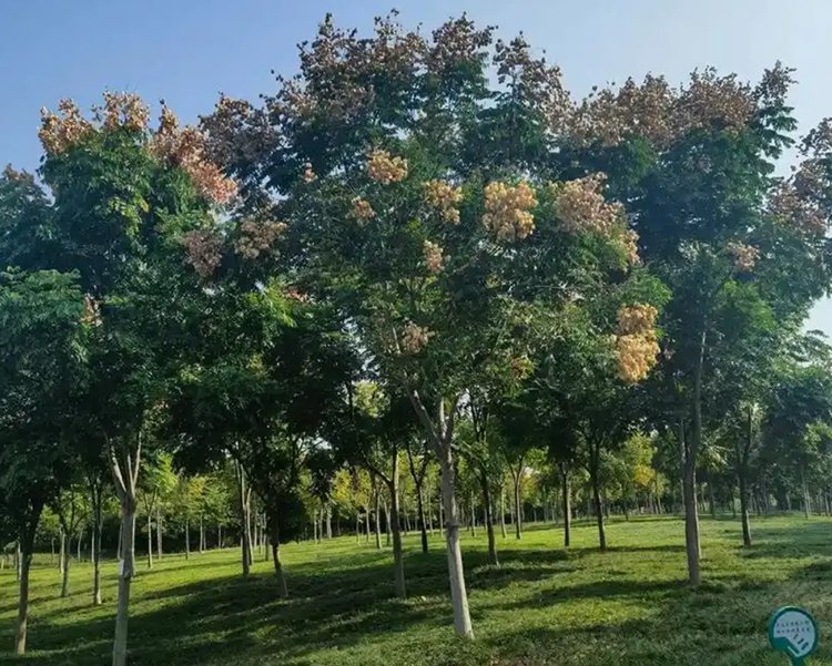 苗木基地栾树照片